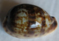 /products/cypraea-zonata-gmelin-17911/